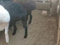 Sheep, Sheep — photo 1