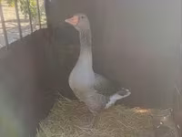 Geese — fotografija 2