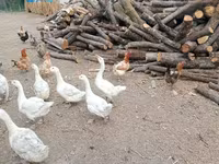 Geese — foto 8