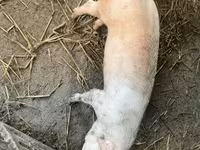 母猪 — 照片 3