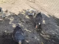 Geese — zdjęcie 2