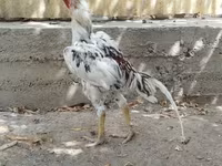 Chickens — fotografija 2
