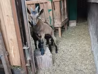 बकरा, Alpine goat — फ़ोटो 6