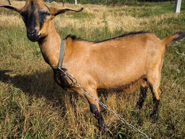 Kozioł, Nubian Goat