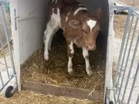 Bik, Simmental cattle — fotografija 2