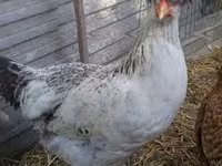 Chickens — Foto 8