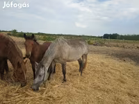 公马, Horses — 照片 2