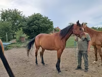 Égua, Cavalos — foto 2
