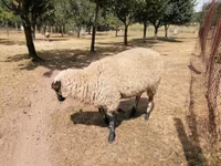 भेड़, White Suffolk sheep — फ़ोटो 8