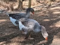 Geese — 写真 1