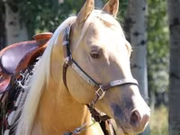 Pastuv, American paint horse — fotografija 1