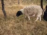 雄羊, Dorper sheep — 写真 2