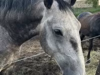 حصان, Lipizzaner — الصورة 1