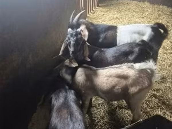 Cabro, Nubian Goat