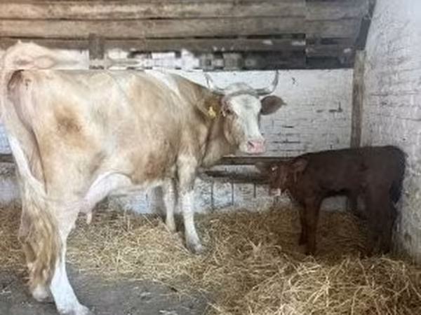 雌牛, Simmental cattle — ハンガリー