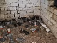Chickens — fotografija 2