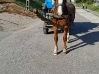 Cavalo, Cavalos — foto 6