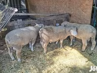 मेढ़ा, Ile-de-France sheep — फ़ोटो 6