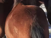 馬（ロット、性別未指定）, Horse breed — 写真 4