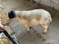 Ovan, Dorper sheep — fotografija 2