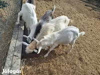 公山羊, Saanen goat — 照片 3
