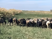 Owca, Owce — zdjęcie 5