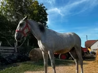 حصان, Lipizzaner — الصورة 2