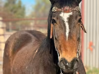 Pastuv, Mustang — fotografija 3
