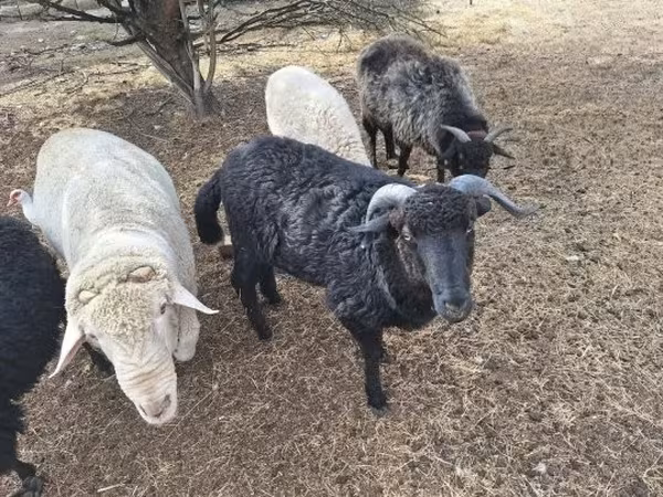 Qoʻchqor, Merino sheep
