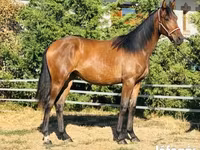 Kobila, Hungarian horse breed — fotografija 2