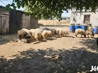 Widder, Racka sheep — Foto 2