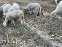 Carnero, Cerry Hill sheep — foto 3