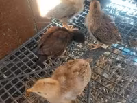 Chickens — 写真 1