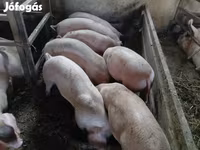 सूअर (लॉट, लिंग निर्दिष्ट नहीं), Дюрок — फ़ोटो 2
