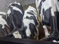 Бик, Russian Black pied cattle — фото 7