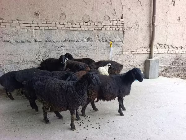 Вівці (партія, стать не вказано), Вівці