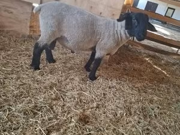 Баран, White Suffolk sheep