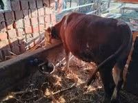 ثور, Simmental cattle — الصورة 4