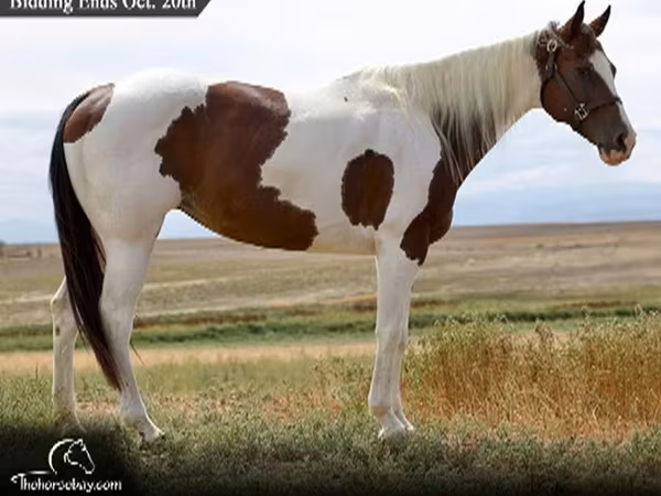 雌馬, Rocky Mountain Horse