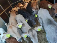 公牛, Simmental cattle — 照片 2