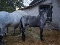 Yegua, Caballos — foto 5