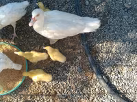 Ducks — photo 1