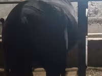 Kobila, Budyonny horse — fotografija 5