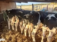 Bulle, Russian Black pied cattle — Foto 5