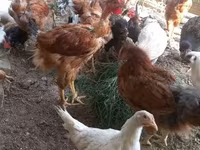 Chickens — الصورة 2