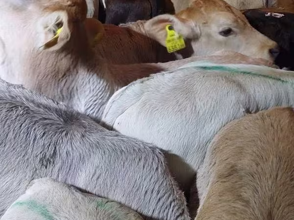 Bik, Simmental cattle