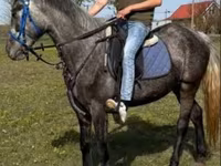Mare, Horses — photo 2