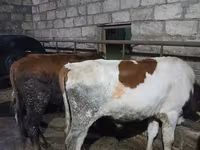 Toro, Russian Black pied cattle — foto 3