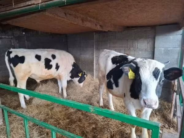 Taureau, Race Holstein — Hongrie