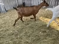 雄ヤギ, Alpine goat — 写真 6